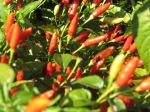 Chili pepper plant 