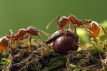 Ants drag bloodroot (Sanguinaria canadensis) seeds by their elaiosomes (photo: Alexander Wild, www.alexanderwild.com)