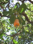 cashew (photo: Forrest Fleishman)