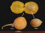 Gingko biloba seed (photo: Oregon State University Dept. Horticulture)