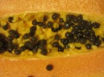 papaya seeds with fleshy sarcotesta