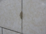 Cabbage butterfly pupa on the tile above my sink. A survivor from washing crucifers from the garden.