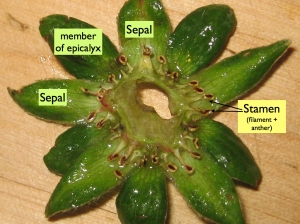 Calyx (ring of sepals) and epicalyx removed and oriented to show stamens