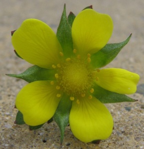 Indian Strawberry (Potentilla indica), showing green sepals, yellow petals, a double ring of paddle-shaped stamens, and the mound-like receptacle covered with hundreds of individual pistils (ovary, style, and stigma)