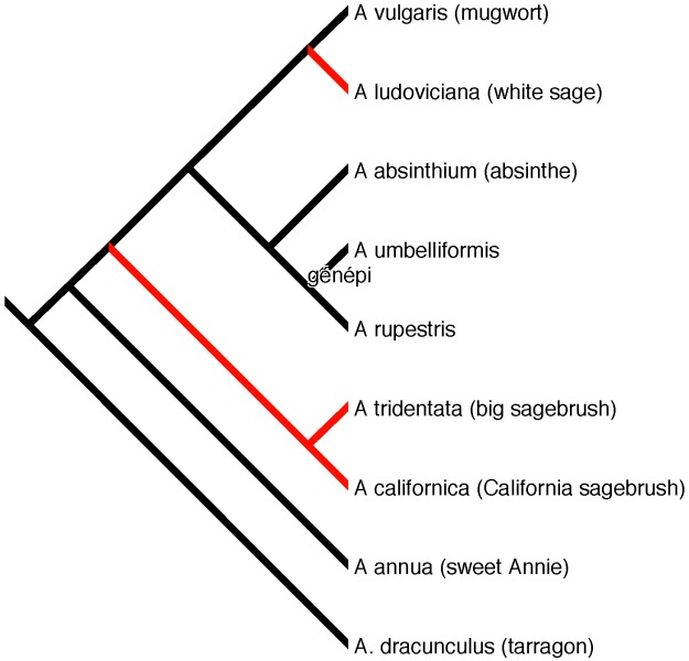 Phylogenetic relationships among some Artemisia species. Red branches indicate North American species, black bars indicate European and Asian species.