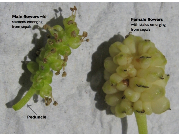 Moraceae: Mulberry Inflorescences labeled
