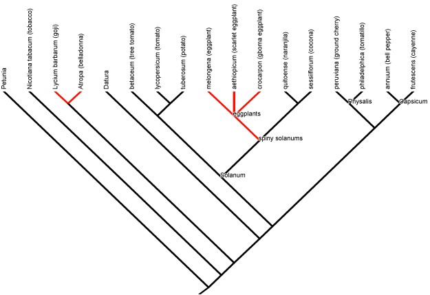 Evolutionary relationships among domesticated nightshades.  Phylogeny data from Knapp (2002)