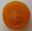 Cherry tomatoes have two locules
