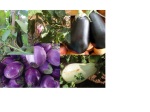 Solanaceae: eggplant collage
