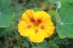 Yellow nasturtium with red nectar guide patterns