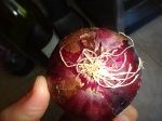 Red onion color from anthocyanins and quercetin