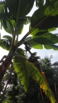 A banana plant with fruit (Cambodia; photo by L. Osnas)