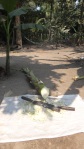 Banana psuedostem, being cut up for animal fodder (Cambodia; photo by L. Osnas)