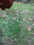 A. vineale with curious chicken--they peck at it but don't decimate it