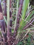 purple sugarcane