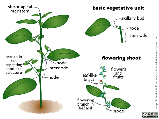 Basic flowering plant body plan